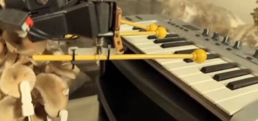La bioelettronica trasforma funghi e piante in strumenti musicali