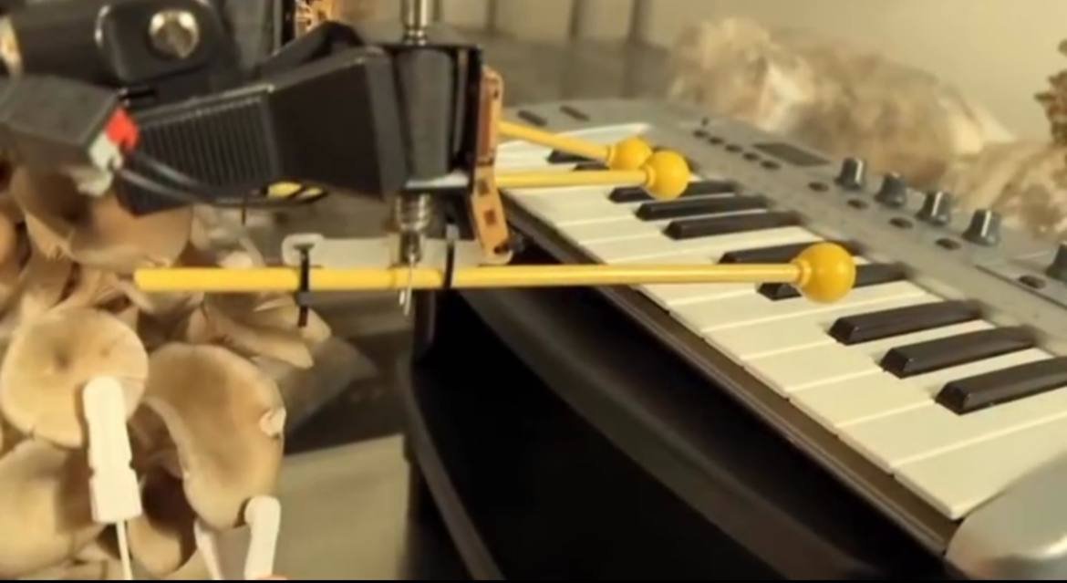 La bioelettronica trasforma funghi e piante in strumenti musicali