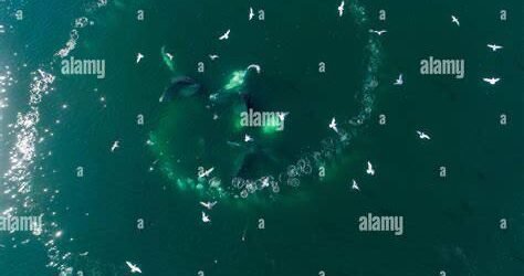 Spirale perfetta sotto il mare: le balene che disegnano la matematica mentre cacciano